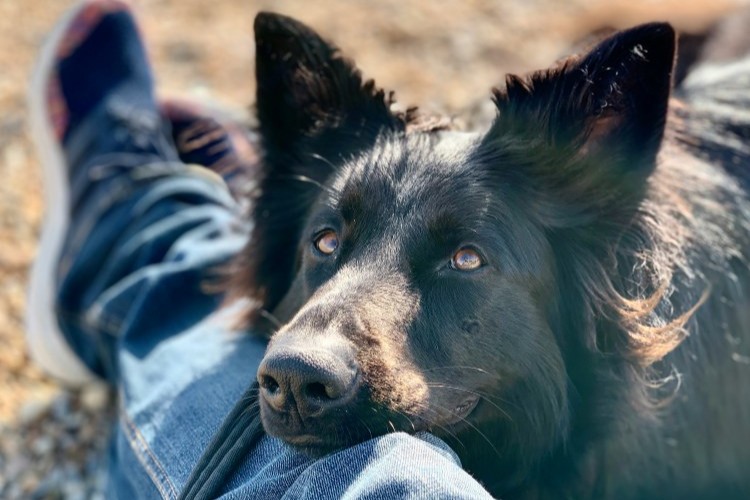 Why Some Pets Bond More With One Person Than Others