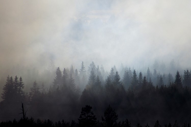 wildfire smoke spreading over a forest 