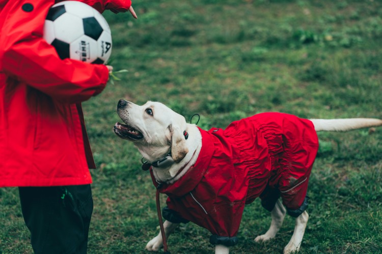 How to Enjoy the World Cup with Your Pets