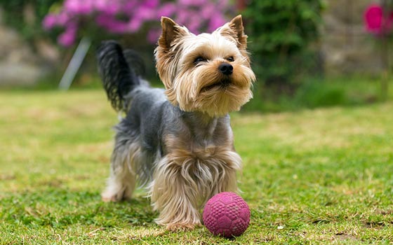 cards All About the Yorkshire Terrier