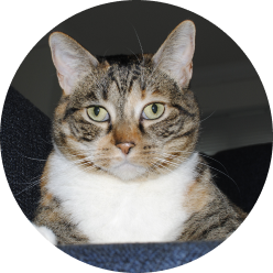 cat with green eyes