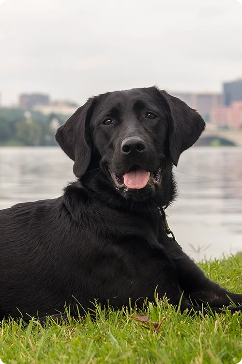 Black dog laxing by the river with his tongue out