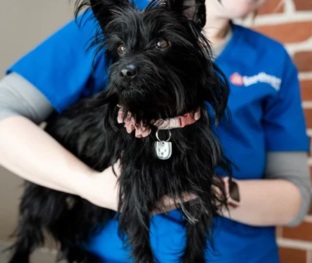 Black dog being held by vet