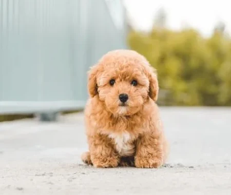 A fuzzy brown puppy sitting outside