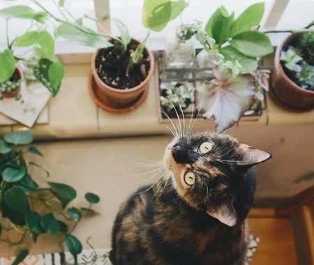 A cat surrounded by indoor plants