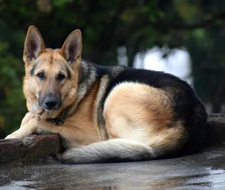 Colorful array of cleaning product bottles