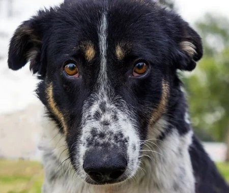 Close-up of multi-colored dog's face