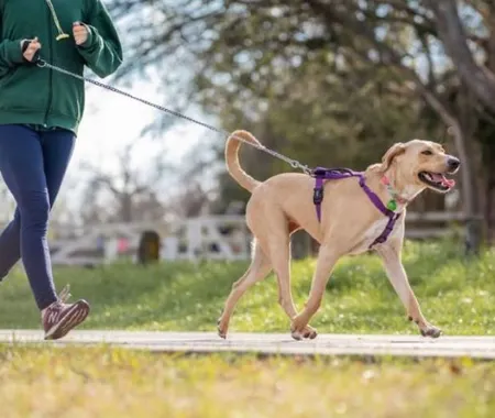 Woman walking her dog outside for exercise