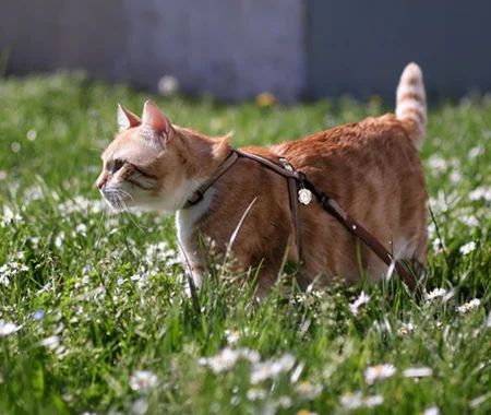 Orange cat standing outside in the grass