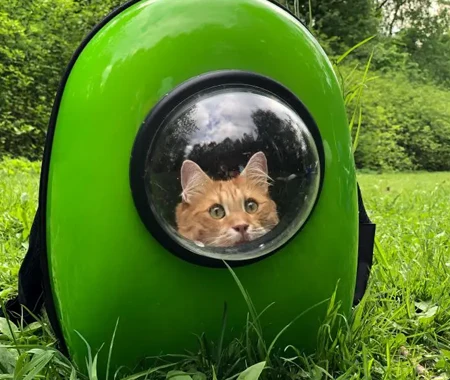 An orange cat inside a bright green carrier