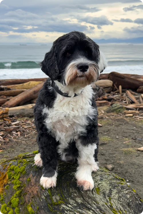 Black and white dog standing on the shore of a beach