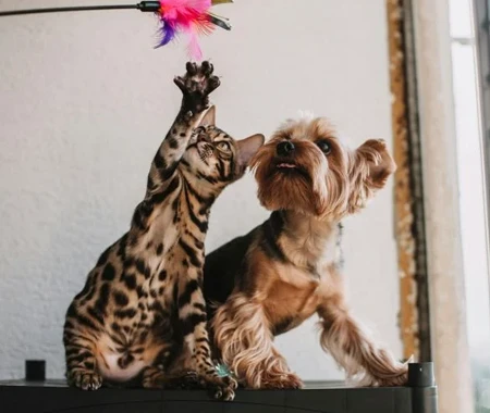 Dog and a cat playing with toys