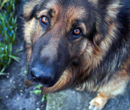 A German Shepard outside looking up at the camera