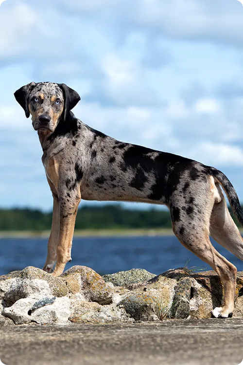 Dog standing on rocks near a lake