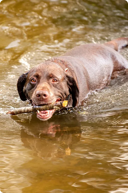 Brown dog with stick swimming in water