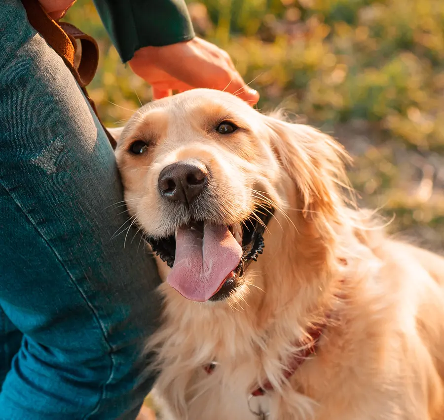 Happy Golden Retriever dog