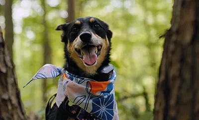 Dog wears a bandana while out in the woods