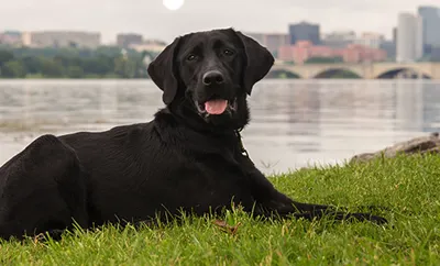 A black labrador relaxes in the grass near a river