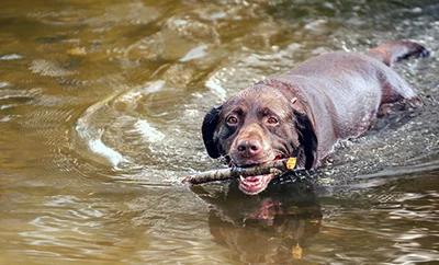 Brown dog swimming through the water with a stick in his mouth