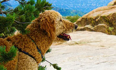 A doodle dog sitting outside in the shade of a tree