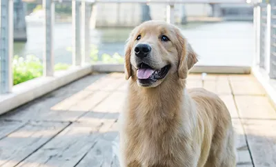 A golden retriever standing outside on a pier by the water