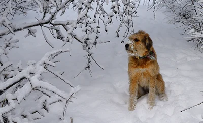 Dog outside with snow on his nose