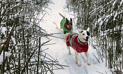 Two dogs playing together in the snow